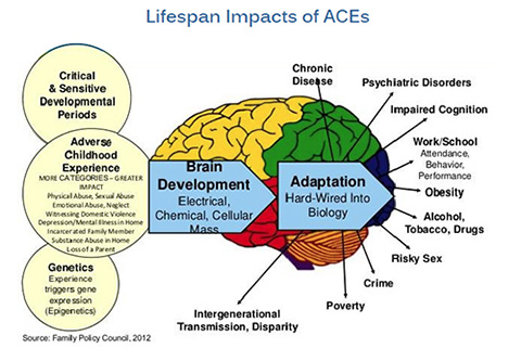 Graphical representation of how Critical and Sensitive Developmental Periods, Adverse Childhood Experiences (such as Physical Abuse, Sexual Abuse, Emotional Abuse, Neglect, Witnessing Domestic Violence, Depression/Mental Illnesses in Home, Incarcerated Family Member, Substance Abuse in Home, and Loss of a Parent), and Genetics (Epigenetics) affect Brain Development and Adaptation, which can lead to Chronic Disease, Psychiatric Disorders, Impaired Cognition, Work/School Issues, Obesity, Alcohol/Tobacco/Drug Problems, Risky Sex, Crime, Poverty, and Intergenerational Transmission/Disparity. 