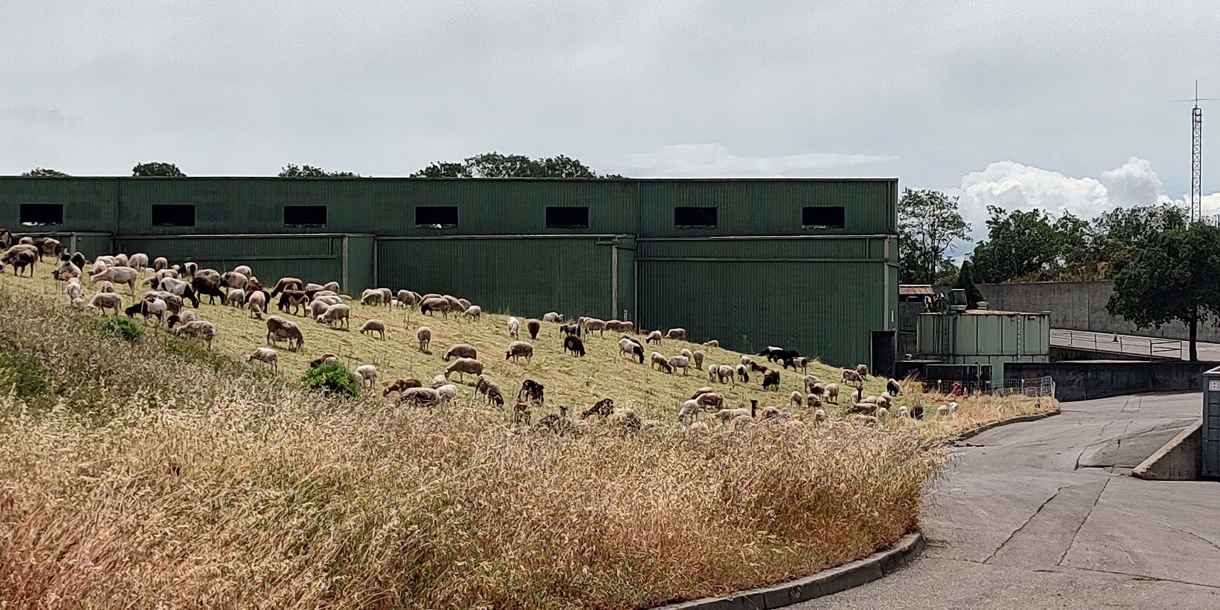 image of a flock of sheep grazing on a hill near a building