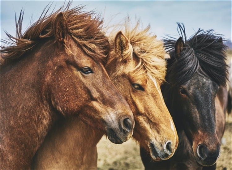 three horses with faces close together