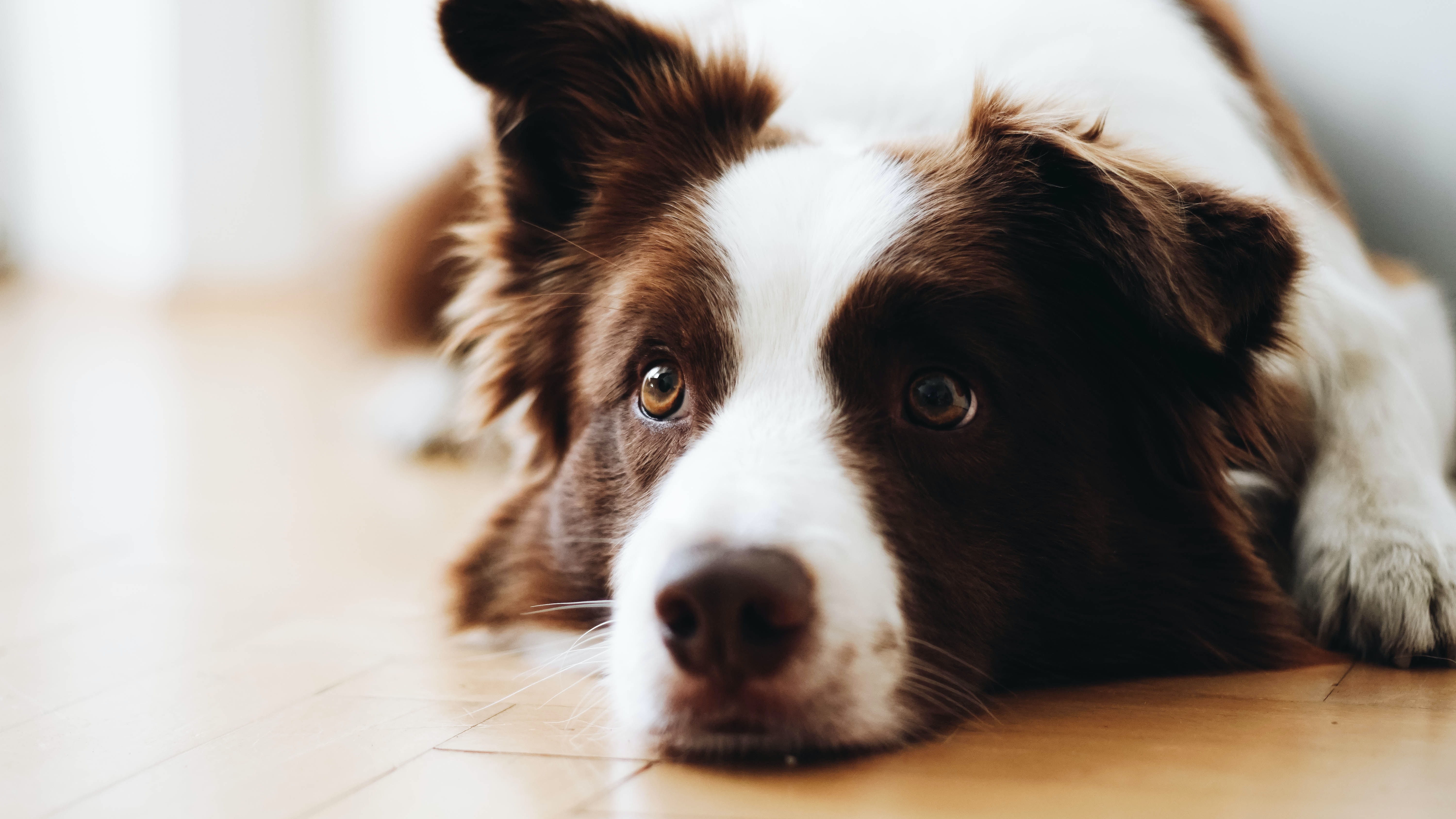 white and brown dog resting on floor