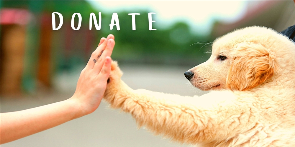 golden puppy high five with human hand