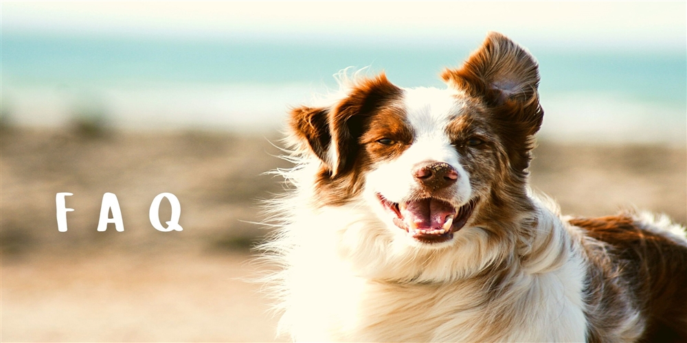 white and brown dog on beach with one ear up